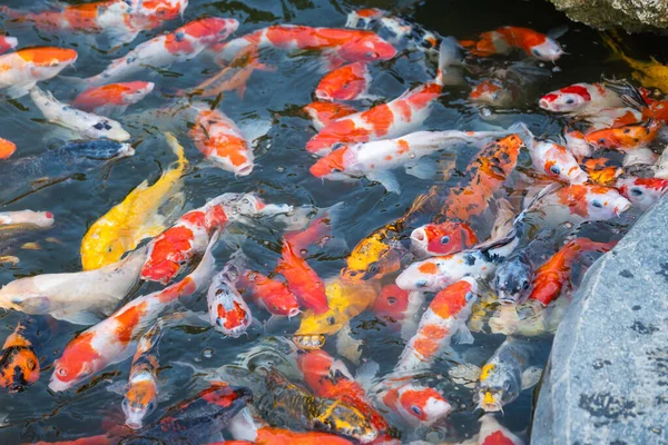 Koi balığının dingin güzelliğini keşfedin. Canlı renklerle dolu sakin bir gölette yüzün..