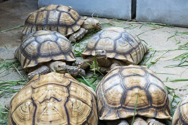 Bir grup kaplumbağa doğal ortamlarında huzur içinde dinleniyor ve benzersiz desenlerini ve dokularını sergiliyorlar..