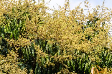 Bereketli tropikal bir arazide çiçek açan mango ağaçlarının canlı güzelliğini keşfedin..