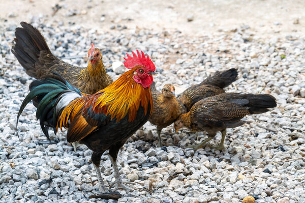 A vibrant rooster leads a group of hens foraging gravel showcasing rural farm life.