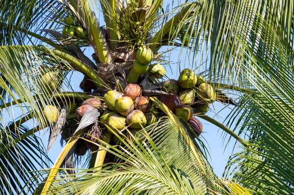 Hindistan cevizlerinin güzelliğini keşfedin. Açık mavi gökyüzünün altında yetişen yüksek palmiye ağaçları..