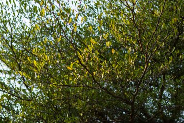 Huzurlu yeşil yaprakların sakin güzelliğini keşfedin. Huzurlu bir bahçenin hafif esintisinde dans edin..