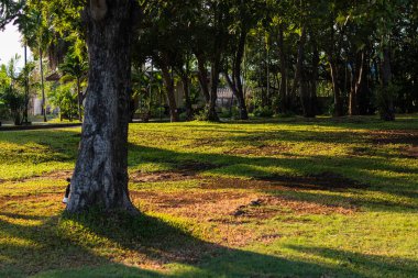 Yaprakların arasında dans eden güneş ışığını gösteren huzurlu bir park manzarası huzurlu bir ortam yaratıyor..