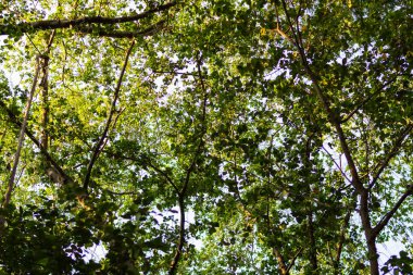 Yeşilliklerle dolu canlı bir orman tepe örtüsünün güzelliğini tecrübe et..