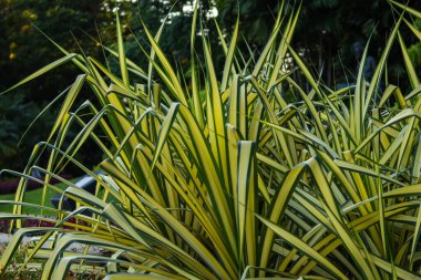 Canlı bitkilerin güzelliklerini keşfedin verimli bir bahçe ortamında gelişen.