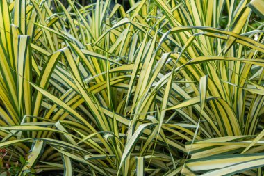 Doğanın güzelliğini ve çeşitliliğini gösteren canlı yeşil bitkileri tropikal bir bahçede keşfedin..