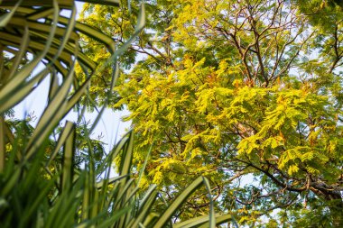 Canlı ağaç gölgeleri ve dingin yeşilliği olan tropikal bir bahçenin bereketli güzelliğini keşfedin..