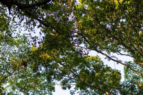 Huzurlu ormandaki yemyeşil ağaç gölgelerinin huzur veren güzelliğini keşfedin..