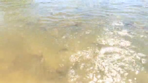 Poisson dans la rivière Moei la frontière naturelle entre la Thaïlande et la Birmanie ou le Myanmar — Video