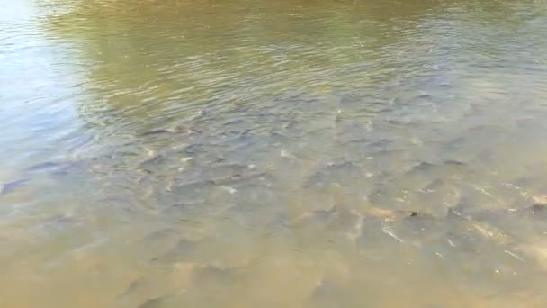 Peixe no rio Moei a fronteira natural entre a Tailândia e a Birmânia ou Mianmar — Vídeo de Stock