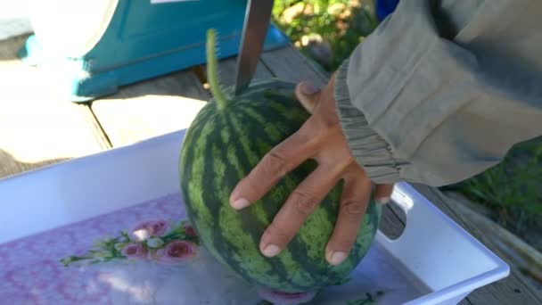 Hand des Bauern schneidet frische Wassermelone mit Messer auf Tisch im Gewächshausgarten — Stockvideo