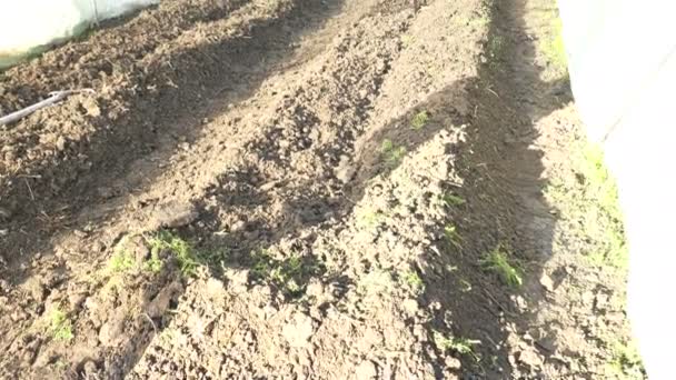 Melão e melancia cantaloupe crescendo em Greenhouse Farm Garden na Tailândia — Vídeo de Stock