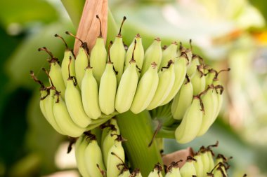 Bnana ve olgunlaşmamış çeşidinde muz muz ağacı Gard içinde üzerinde