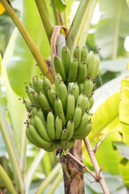 Bnana ve olgunlaşmamış çeşidinde muz muz ağacı Gard içinde üzerinde