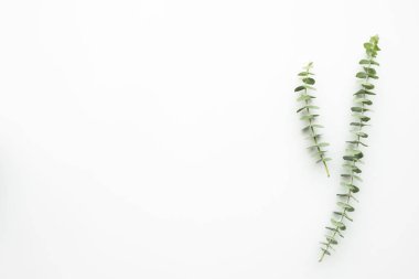 Okaliptüs dalları beyaz masanın üzerindedir. Kopyalama alanı olan üst görünüm, düz yatay.