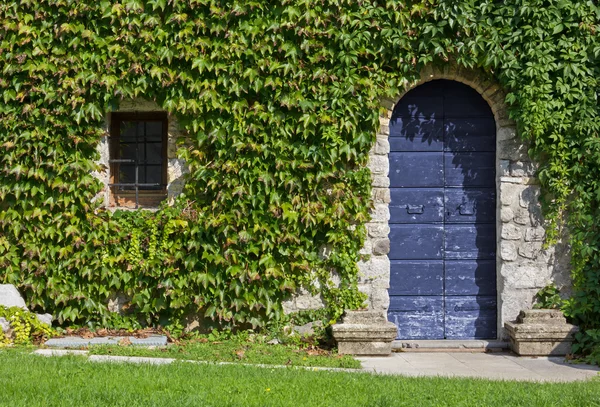 Mur extérieur recouvert de lierre d'un bâtiment historique — Photo