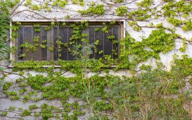 Dış duvar sarmaşık kaplı