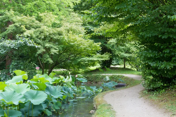 池の蓮の花と木の歩道します。 — ストック写真