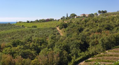 Hill manzara Muggia ve Ankaran arasında