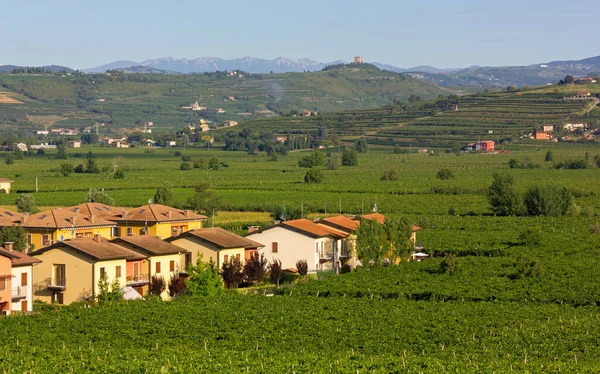 Světově Proslulá Jedinečná Vinice Kopcovité Krajiny Území Soave Regionu Veneto — Stock fotografie