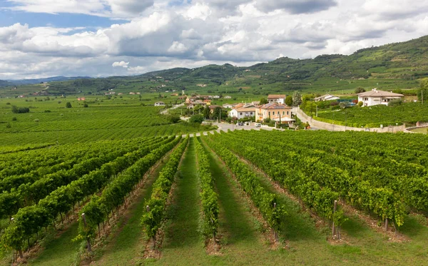 Talya Nın Venedik Bölgesindeki Soave Bölgesinin Dünyaca Ünlü Üzüm Bağı — Stok fotoğraf