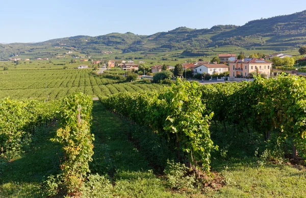 Światowej Sławy Unikalny Krajobraz Pagórkowaty Winnicy Terytorium Soave Regionie Veneto — Zdjęcie stockowe