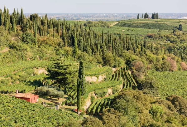 Hügelige Landschaft Der Weltberühmten Weinregion Soave Italien — Stockfoto