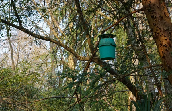 Piège Phéromones Contre Teigne Processionnaire Pin Parmi Les Branches Arbre — Photo