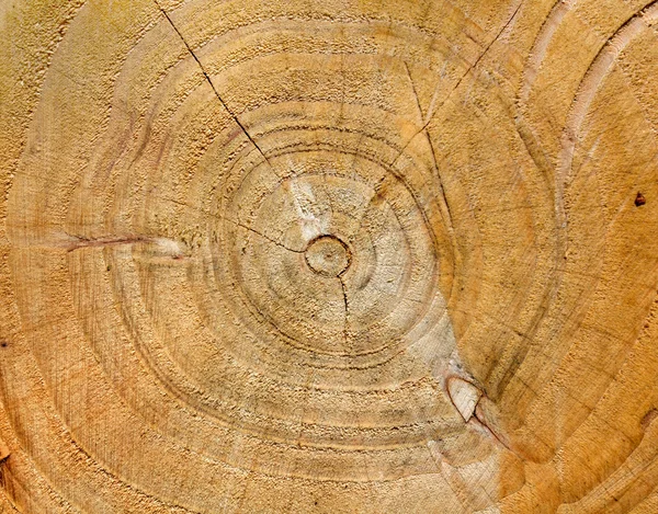 Tree Trunk Section — Stock Photo, Image