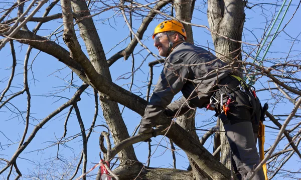 Ağaç tırmanıcısı dallar arasında