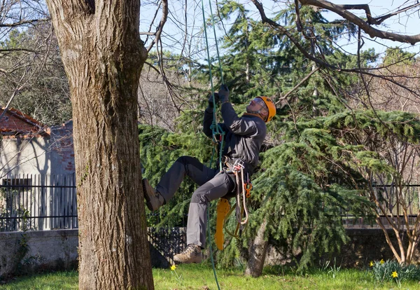 Дерево альпініст Ліцензійні Стокові Фото