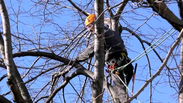 Tree klättrare bland grenar — Stockvideo