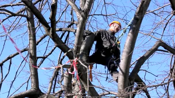 Tree Climber Among Branches — Stock Video