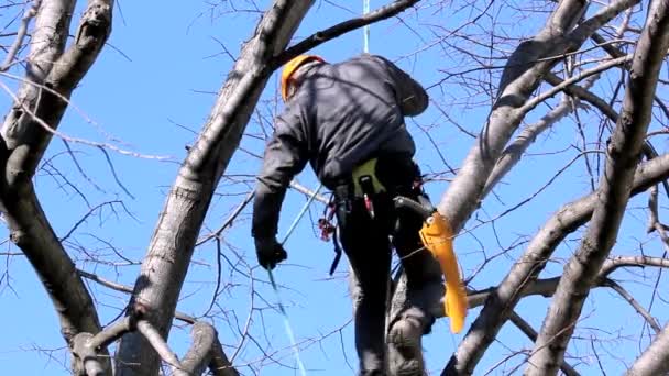 Escalador de árvores entre ramos — Vídeo de Stock