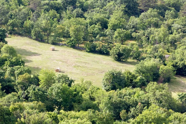 Prairies au milieu d'une forêt — Photo