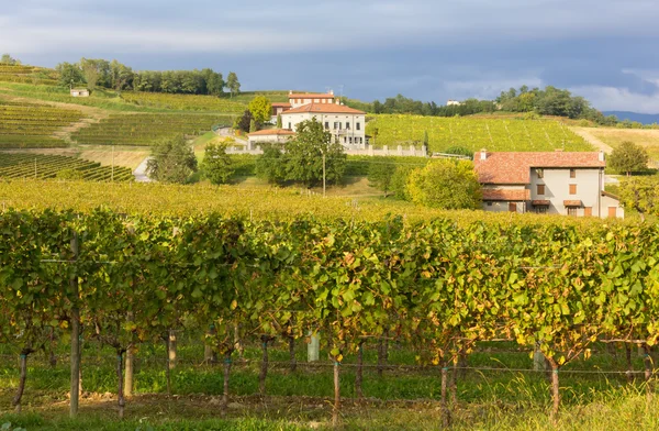 Paisaje rural con viñedo en primer plano —  Fotos de Stock
