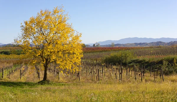 Gelb blättriger Baum in einer herbstlichen Landschaft — Stockfoto