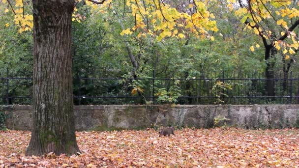 Chat gris sous le tilleul en automne 