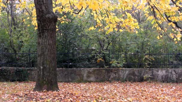 Sous le tilleul en automne 