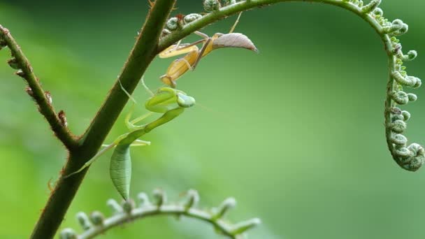 Twee mantis op fern shoot — Stockvideo