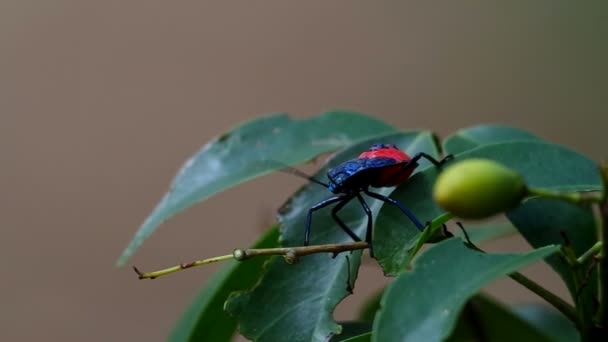 Young bug on the leaf — Stock Video