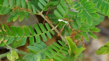 Weaver karıncalar malzeme taşımak