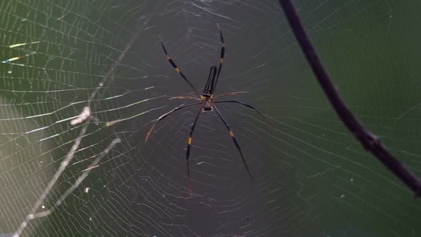 Golden orb vävare spindel på webben — Stockvideo