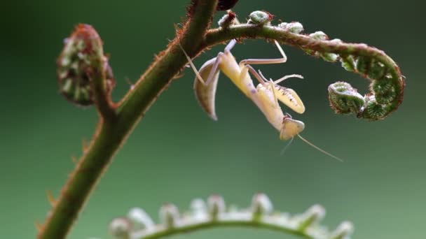 Mantis bajo el brote de helecho — Vídeo de stock