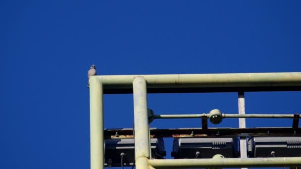 Kleiner Vogel auf der Metallkonstruktion — Stockvideo