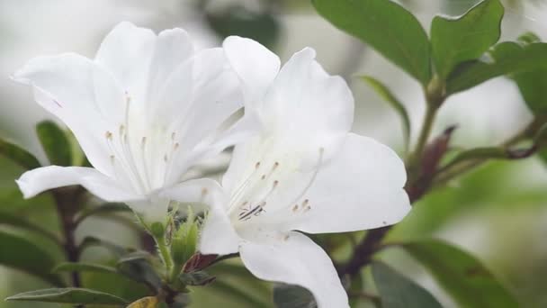 Small insect and white Azalea — Stock Video