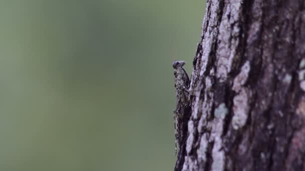 移动树的树皮上的螳螂慢啊 — 图库视频影像