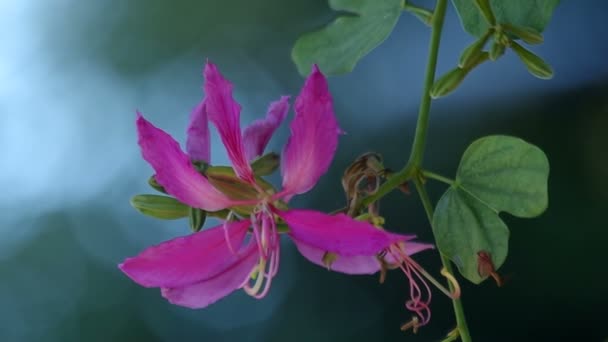 兰花树花和风 — 图库视频影像