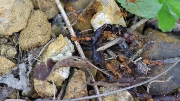 Hormigas tejedoras y lombriz de tierra en descomposición — Vídeo de stock