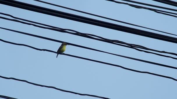 Olivenblättriger Sonnenvogel an der Stromleitung — Stockvideo